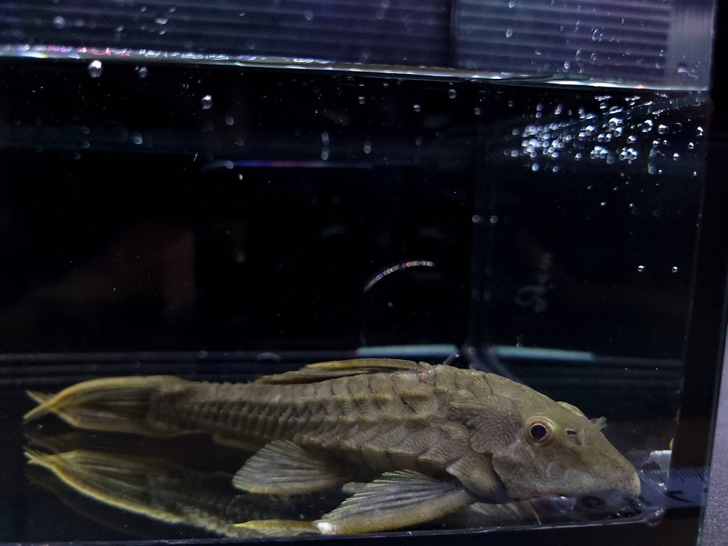 C11 アーマードプレコ　18－20cm前後　ペルー 熱帯魚 中型魚 苔取り カッコいい 人気種