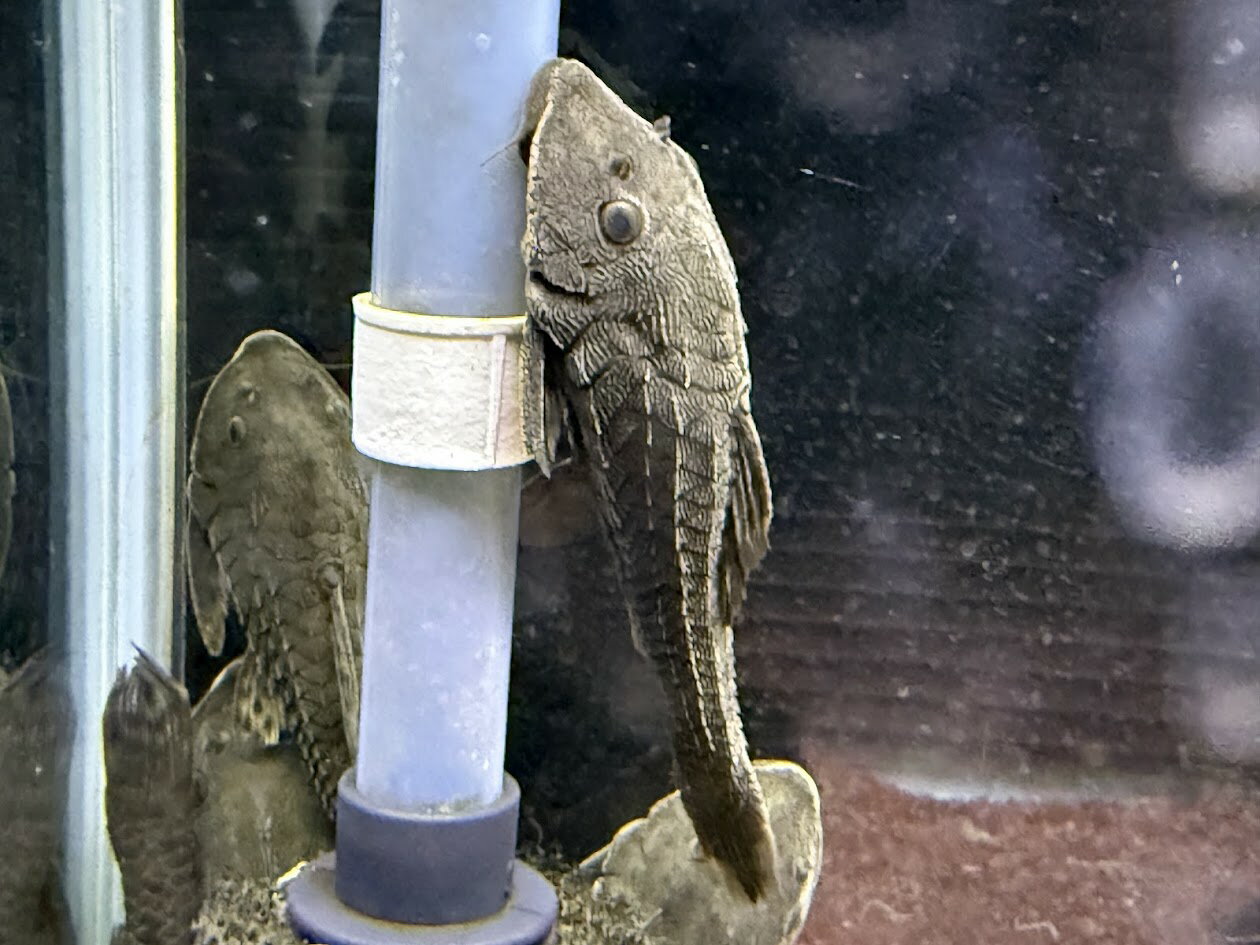 A13 アーマードプレコ　10cm前後　ペルー 熱帯魚 中型魚 苔取り カッコいい 人気種