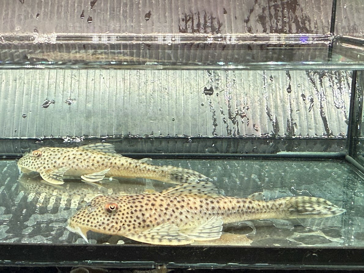 A11 ホワイトクプープレコ　10-11cm前後　カクエタ ワイルド 熱帯魚 中型魚 苔取り カッコいい 人気種