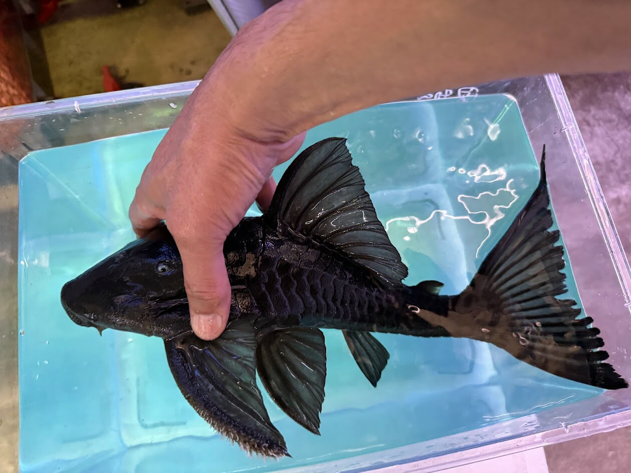 A6���֥롼�����ץ쥳���ޥ�����ʡ�35cm���塡�쥢��Ǯ�ӵ� �緿�� ����� �礭��