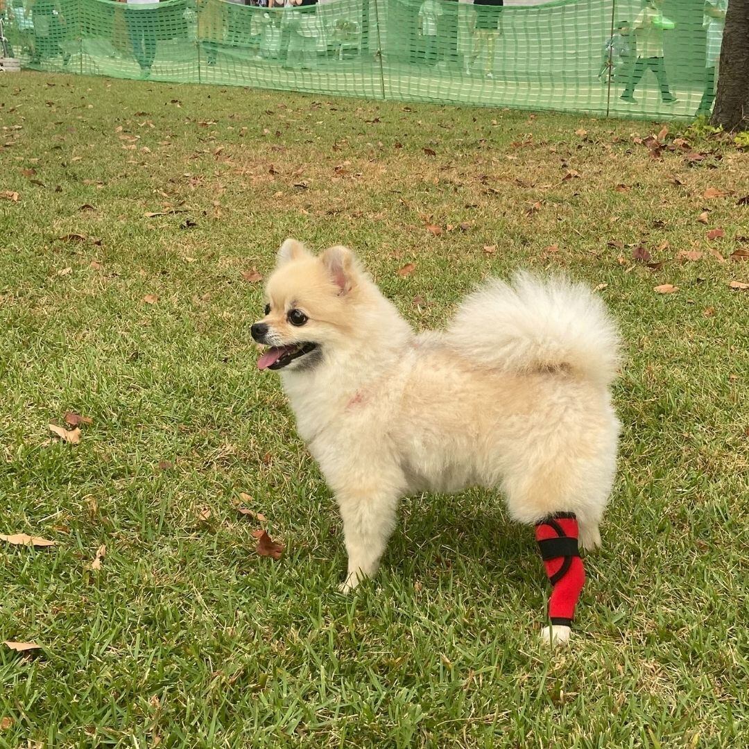 わんちゃんサポーター Ssサイズ Sサイズ 両足兼用 犬用サポーター ケガ予防 膝蓋骨脱臼 パテラ ロング 関節炎 足保護 激安超特価