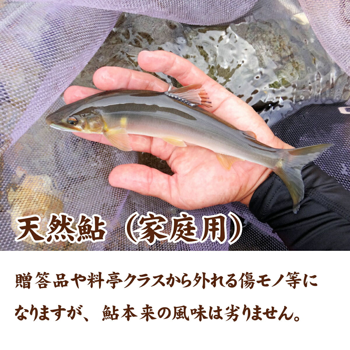 清流長良川　天然鮎1尾（約65〜70g）　家庭用　冷凍天然 鮎 アユ あゆ 岐阜 長良川...