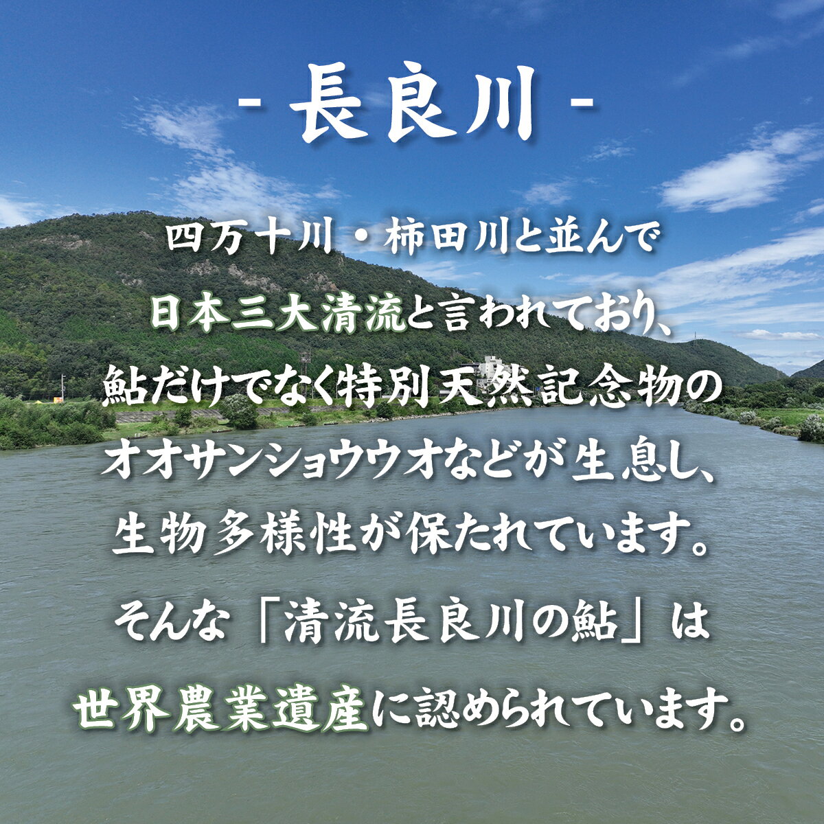 清流長良川　天然鮎の踊り焼き（塩焼き）5尾　冷凍天然 鮎 アユ あゆ 塩焼 岐阜 長...