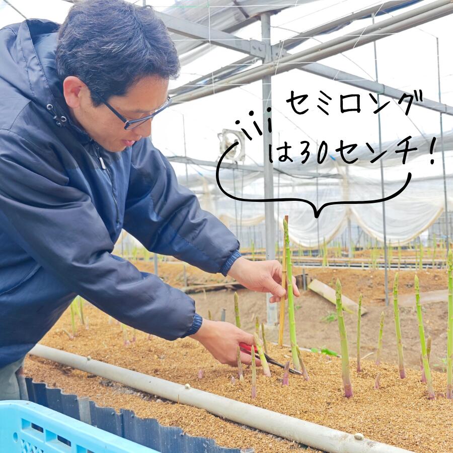 ���̤��Τᤶ�� �ղ� �����ѥ� ���ߥ��� 30cm���� ���٤� M/L�ʾ�/������A 500g/1kg ����� �������� ī�Τ�����ȯ��