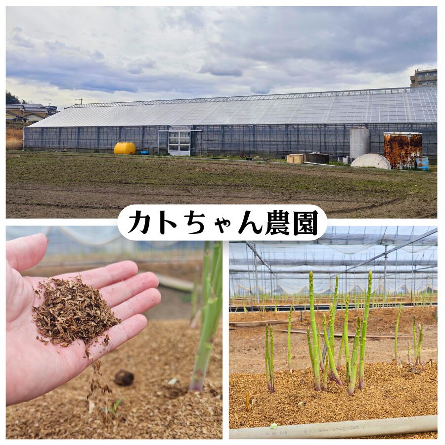 さぬきのめざめ 春芽 アスパラ セミロング 30cm前後 選べる M/L以上/訳ありA 500g/...