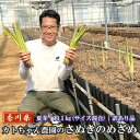 香川県オリジナルアスパラガス カトちゃん農園の訳ありさぬきのめざめセミロング(約30cm)夏芽 約1kg サイズ混合