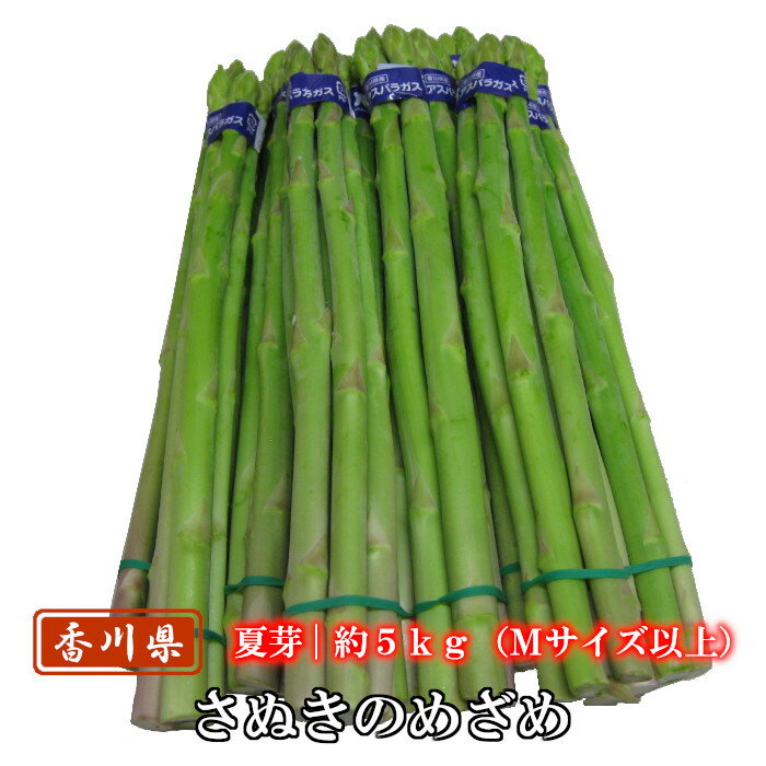 【予約商品】アスパラガス さぬきのめざめ夏芽 約5kg Mサイズ以上 香川県産