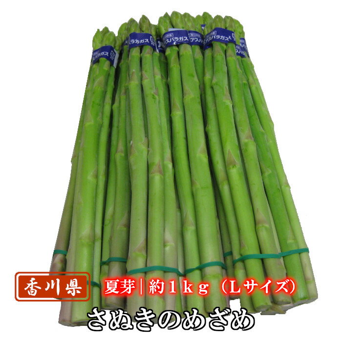 【予約商品】アスパラガス さぬきのめざめ夏芽 約1kg Lサイズ以上 香川県産