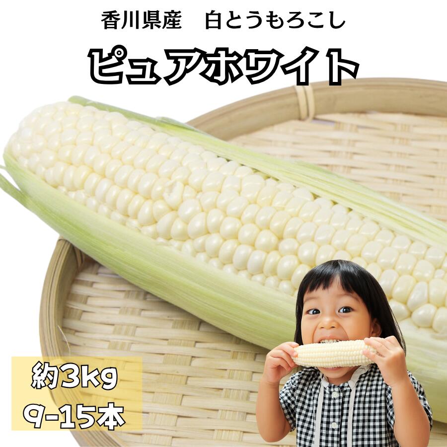 香川県産 朝採れ ピュアホワイト 約3kg（9〜15本）白いスイートコーン 生でも美味しい 冷蔵便