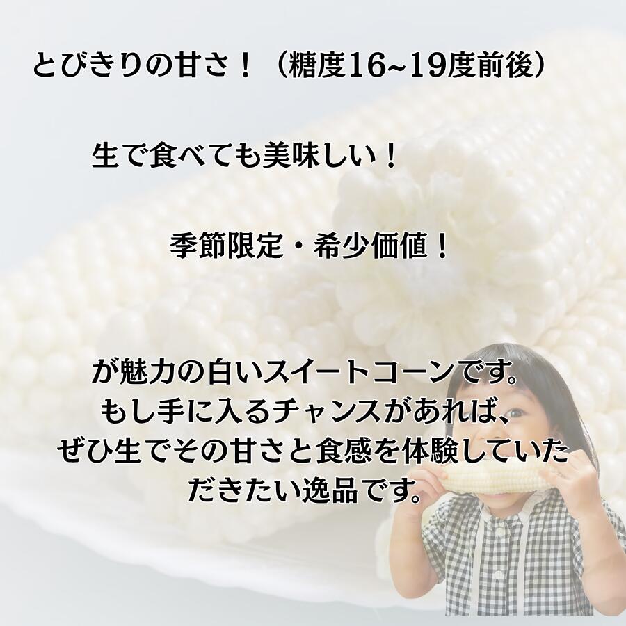 香川県産 朝採れ ピュアホワイト 約3kg（9〜15本）白いスイートコーン 生でも美味しい 冷蔵便