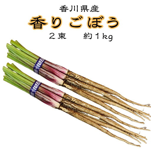 【春限定】香川県産 香りごぼう 約1kg 2束|冷蔵便発送・柔らかく香り豊かな春ごぼう(天ぷら・きんぴら・炊き込みご飯に) 【春限定】香川県産 香りごぼう 約1kg 2束|冷蔵便発送・柔らかく香り豊かな春ごぼう(天ぷら・きんぴら・炊き込みご飯に)