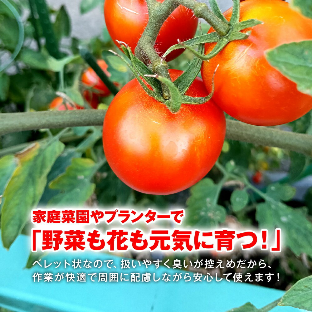 ����Х����꥽���� �����ݥ����Ѥ�960�� �ں��� �ھ����� ��� �����ǥ˥� �����ڱ� �ץ�󥿡� ���� ��� �� ��ʪ�� ��ʪ ��ñ ͭ�� �������˥å� ����