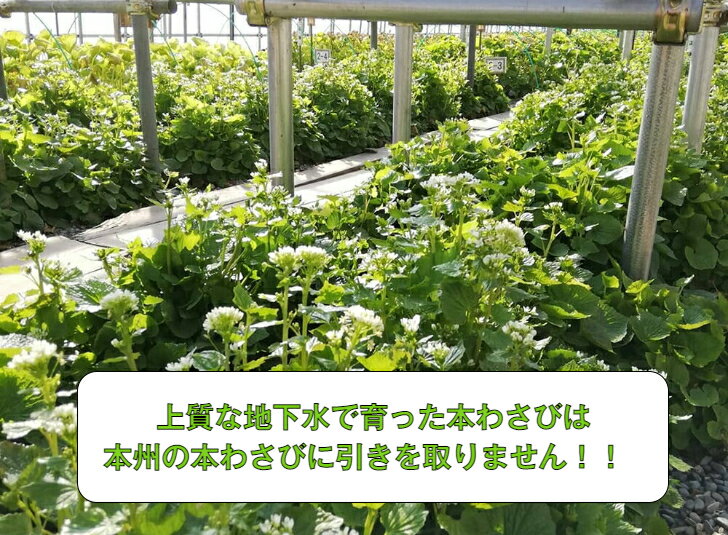 �̳�ƻ ������ �ܤ蘆�� 2�� ��200g �祵���� ������ ��8���� �蘆�� ���蘆�� �ϥ������� �ϲ��� �ɤ� ��̣ ����ľ�� �Τ줿�� ���� ���� ������