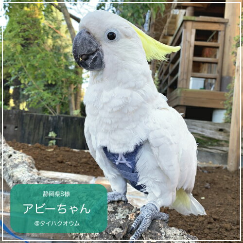 対応する鳥の種類 キバタン タイハクオウム フライトスーツ 40 Offの激安セール エックスラージ