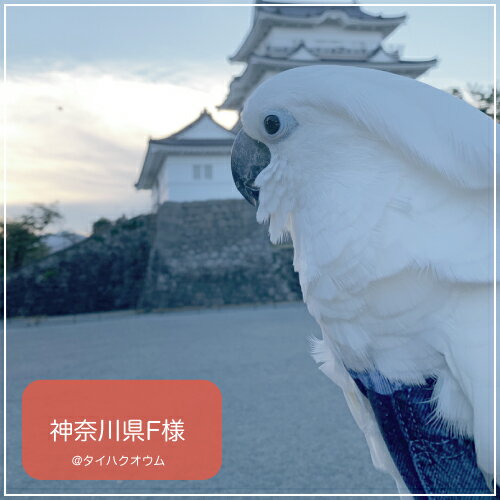 対応する鳥の種類 キバタン タイハクオウム フライトスーツ 40 Offの激安セール エックスラージ