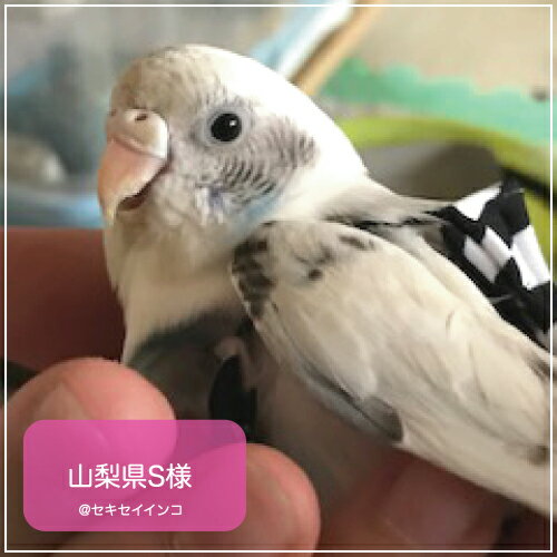 楽天市場 フライトスーツ プチ Avian Fashions 鳥グッズの店bird Style楽天市場店