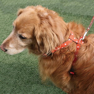 【名前と電話番号が刻印できる中・大型犬用迷子防止首輪】犬 首輪 犬首輪 犬の首輪 おしゃれ かわいい ブランド スターデニムIDハーネス sizeL 犬 迷子札 名入れ ネームプレート 日本製 安心 布製 ワンタッチ birdie/バーディ