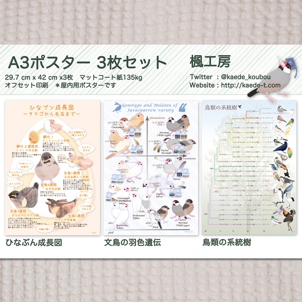 楓工房 A3ポスター3枚セット 文鳥 ・多品種 鳥類多種 202A0267 BIRDMORE バードモア CRAFT GARDEN 鳥用品 鳥グッズ 雑貨 グッズ 鳥 とり トリ インコ プレゼント 