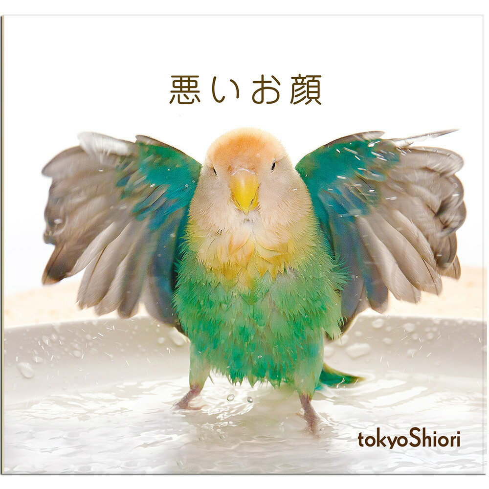 楽天飼鳥用品専門店BIRDMORE楽天市場店tokyoShiori 手製フォトブック「悪いお顔」 コザクラインコ 245A0247　ネコポス 対応可能　（ BIRDMORE バードモア CRAFT GARDEN 鳥用品 鳥グッズ 雑貨 グッズ 鳥 とり トリ インコ プレゼント ）