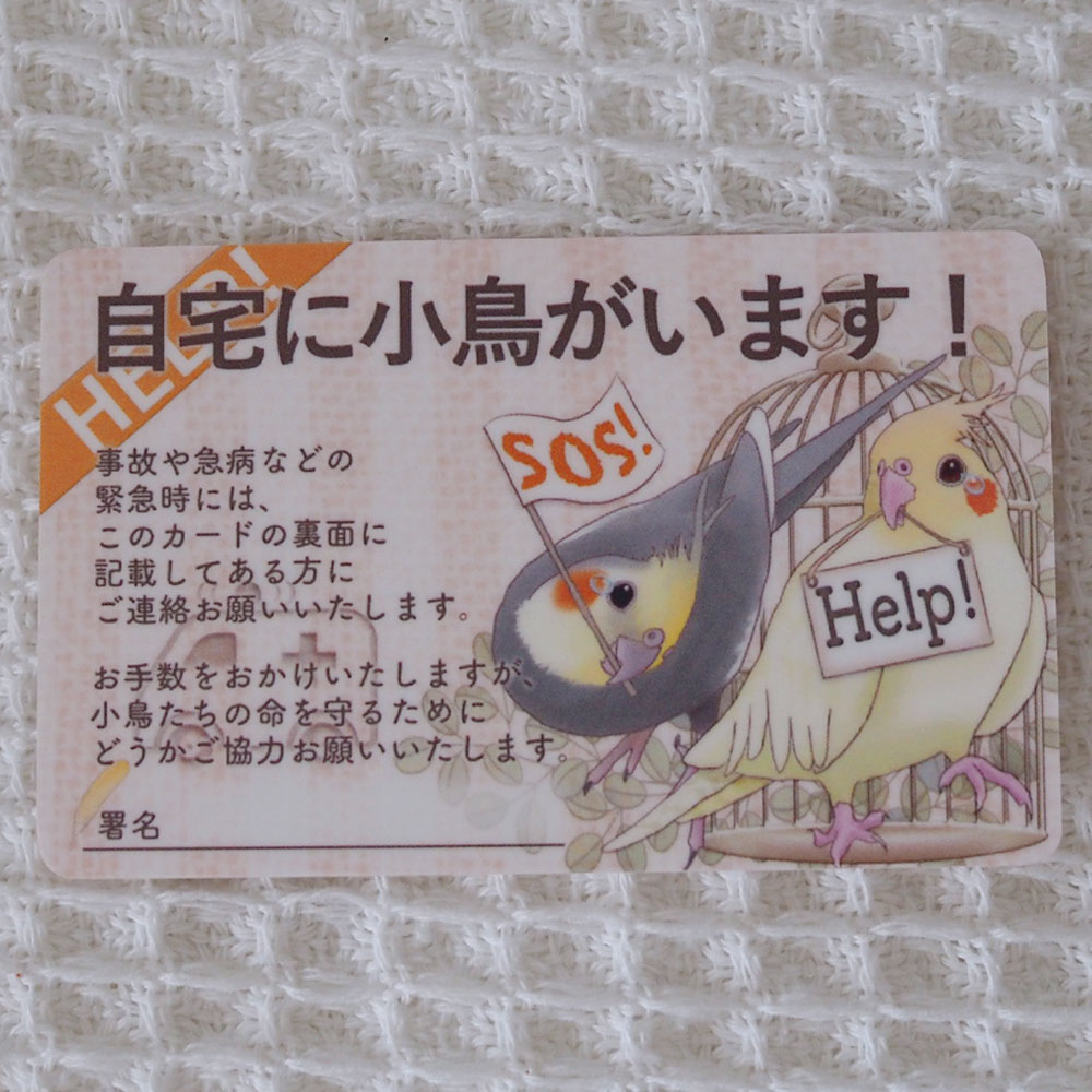 楓工房 緊急連絡先カード・オカメインコ オカメインコ・ノーマル、ルチノー 202A0433　ネコポス対応可..