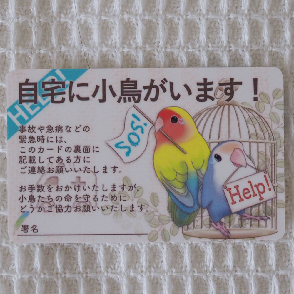 楓工房 緊急連絡先カード・コザクラインコ コザクラインコ・ノーマル、ゴールデンチェリー、コバルトバ..
