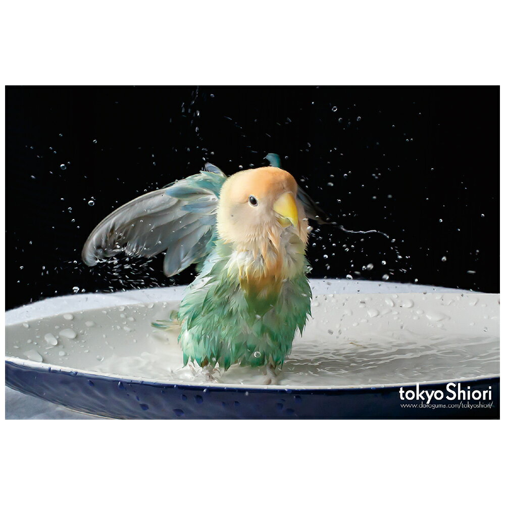 tokyoShiori　ポストカード　07 コザクラインコ 245A0207　ネコポス 対応可能 　（ BIRDMORE バードモア CRAFT GARDEN 鳥用品 鳥グッズ 鳥 とり プレゼント ）