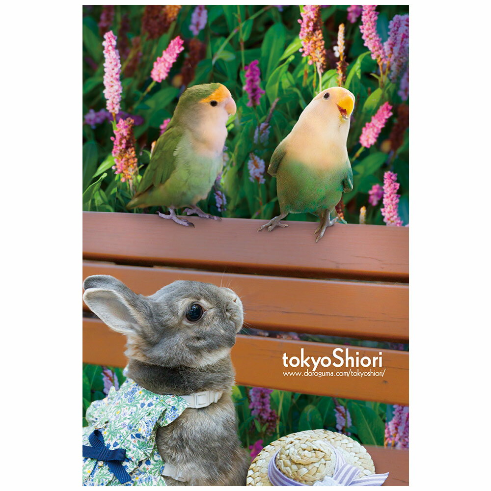 tokyoShiori / ポストカード54 / コザクラインコ / 245A0211　ネコポス 対応可能 　（ BIRDMORE バードモア CRAFT GARDEN 鳥用品 鳥グッズ 鳥 とり プレゼント ）