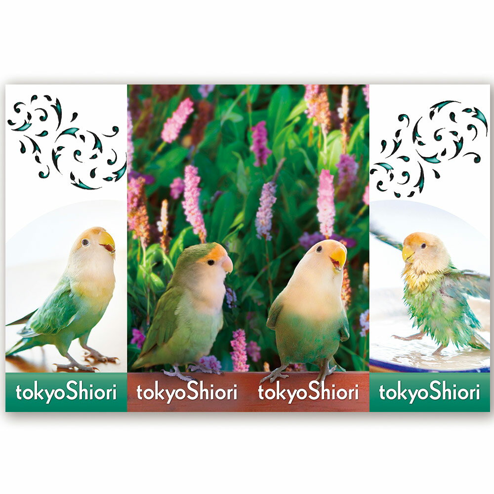 tokyoShiori 四連栞 コザクラインコ 245A0219　ネコポス 対応可能 　（ BIRDMORE バードモア CRAFT GARDEN 鳥用品 鳥グッズ 鳥 とり プレゼント ）