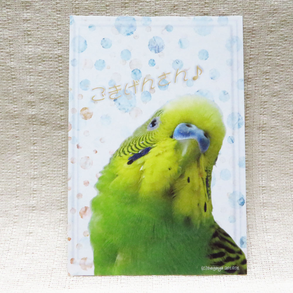 だが屋 ポストカード セキセイ インコ ・ 12 083A0251　　ネコポス 対応可能 　 ( BIRDMORE バードモア CRAFT GARDEN 鳥用品 鳥グッズ 鳥 とり トリ インコ 文鳥 キンカ プレゼント )