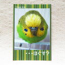 だが屋 ポストカード セキセイインコ 8 083A0253 　ネコポス 対応可能 　 ( BIRDMORE バードモア CRAFT GARDEN 鳥用品 鳥グッズ 鳥 とり トリ インコ 文鳥 キンカ プレゼント )