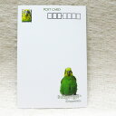 だが屋 ポストカード セキセイインコ 8 083A0253 　ネコポス 対応可能 　 ( BIRDMORE バードモア CRAFT GARDEN 鳥用品 鳥グッズ 鳥 とり トリ インコ 文鳥 キンカ プレゼント )