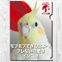 TOMO YAMASHITA DESIGN STUDIO. A4クリアファイル インコ党 「 モフモフできる日本 」 195A0209 ネコポス 対応可能 ( BIRDMORE バードモア CRAFT GARDEN 鳥用品 鳥グッズ 雑貨 グッズ 鳥 とり トリ インコ プレゼント )