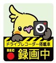 ゆとり屋 ドライブレコーダー ステッカー オカメインコ ネコポス 対応可能　( BIRDMORE バードモア 鳥用品 鳥グッズ 雑貨 グッズ 鳥 とり トリ インコ ドラレコ プレゼント )