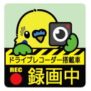 ゆとり屋 ドライブレコーダー ステッカー セキセイインコ　黄×緑 オス ネコポス 対応可能　( BIRDMORE バードモア 鳥用品 鳥グッズ 雑貨 グッズ 鳥 とり トリ インコ ドラレコ プレゼント )