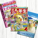 TOMO YAMASHITA DESIGN STUDIO. B3ポスター 雑誌シリーズ5 3枚セット 195A0392 BIRDMORE バードモア CRAFT GARDEN 鳥用品 鳥グッズ 雑貨 鳥 とり プレゼント