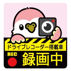 ゆとり屋 ドライブレコーダー ステッカー アキクサ インコ ネコポス 対応可能　BIRDMORE バードモア 鳥用品 鳥グッズ 雑貨 グッズ 鳥 とり トリ インコ ドラレコ 安全運転 プレゼント