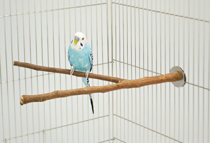 ������ �ߤޤ��� ���󥳡� �ˡ���λߤޤ��ڡ��֥��� B116��BIRDMORE �С��ɥ⥢���������� SANKO �Ĥ��ߤ䤹��ɽ��