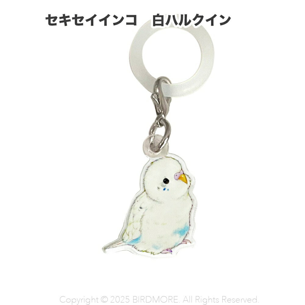 楽天市場】セキセイインコ ハルクイン 白の通販