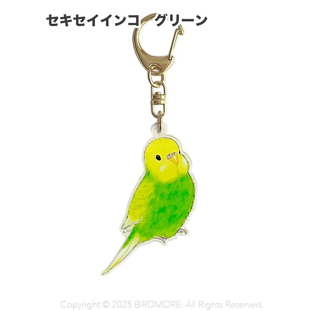 Rakuten - aoamo アクリル キーホルダー　セキセイインコ グリーン ネコポス対応可能 BIRDMORE　バードモア