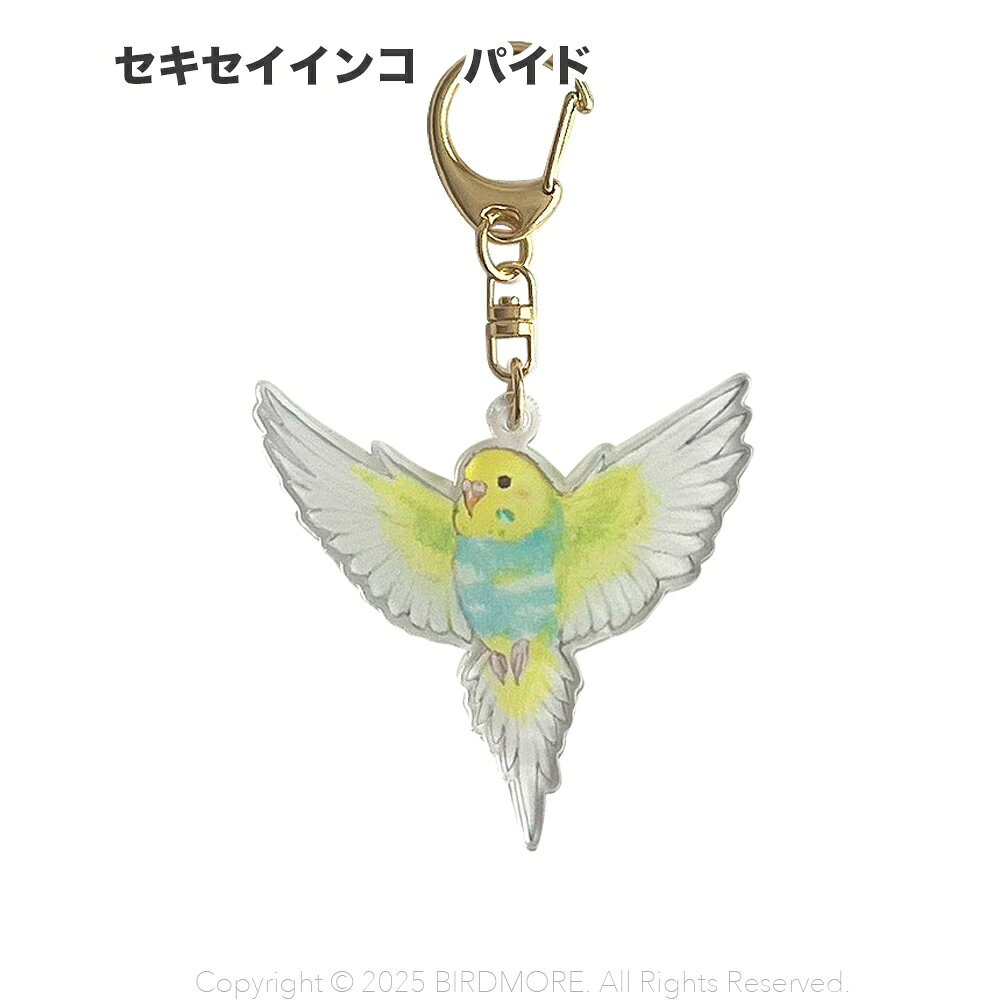 Rakuten - aoamo アクリル キーホルダー　セキセイインコ パイド ネコポス対応可能 BIRDMORE　バードモア