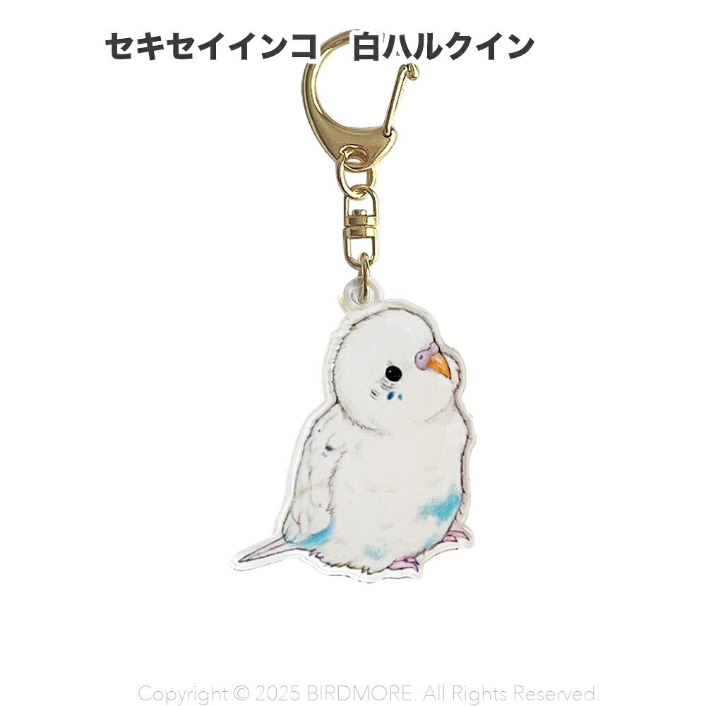 Rakuten - aoamo アクリル キーホルダー　セキセイインコ 白ハルクイン ネコポス対応可能 BIRDMORE　バードモア