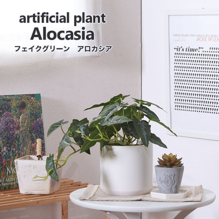 アロカシア セラミックポット観葉植物 デコレーション 模様替え 癒し プレゼント ギフト 引越し 一人暮らし お祝い オシャレ お洒落 かわいい 可愛い