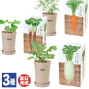 【P10倍 4/30 5/1限定】聖新陶芸 おうちで 根菜 栽培セット(だいこん / にんじん / ごぼう )【栽培キット 家庭菜園 屋内 栽培 野菜 観葉植物...