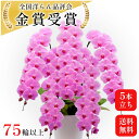 お祝い 胡蝶蘭 ピンク 5本 75-85輪 5本立ち お祝いの花 大輪 移転 病院 開店祝い 金賞 花 鉢 豪華 鉢植 プレゼント 洋らん 鉢花 開店祝いのお花...