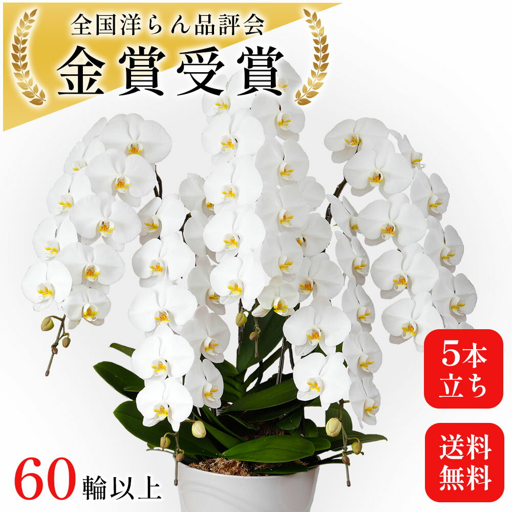 大輪5本立ち 供花 胡蝶蘭 白 5本 5本立ち 60輪 病院 開店祝い こちょうらん プレゼント 祝花 洋らん 植木鉢 コチョウラン お悔み花 誕生日 花鉢 鉢花 祝い花 開店 花 1 周年 お祝い 開院祝い 花 歯医者 開設祝い カフェ 居酒屋 美容室 法事 お供え花 移転祝い お花 おしゃれ ギフト 生花