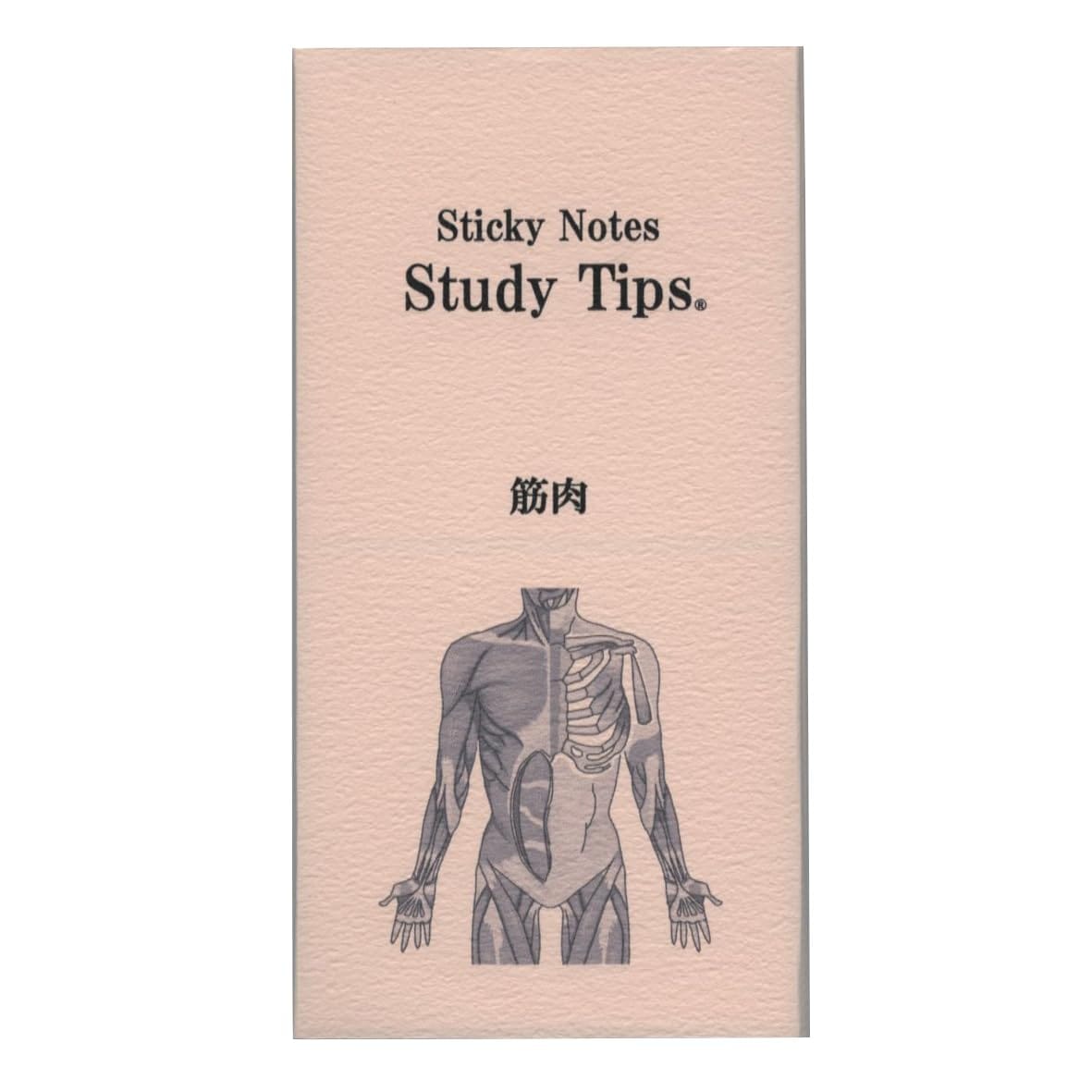 乐天商城 - 紙季彩々Sticky Note Study Tips ふせん【筋肉】 付箋 FS-SST008