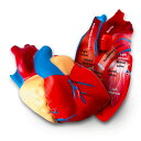 ラーニング リソーシズ(Learning Resources) 理科教材 断面模型 心臓 LER1902 正規品 2