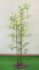 黒竹150cm3本立 (人工竹 造花 インテリア 観葉植物 木工ベース クロタケ バンブー)