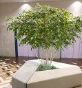 ベンジャミン アンブレラ型 高さ250cm 大型サイズ (フェイク グリーン 特大 人工観葉植物 造花 樹木 造木 インテリア 室内 装飾 ディスプレイ 2.5...
