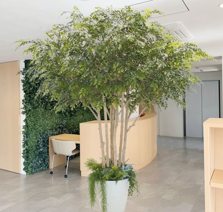 楽天市場】フェイクグリーン 大型(種類(植物)シマトネリコ 楽天市場】フェイクグリーン 大型(種類(植物)シマトネリコ
